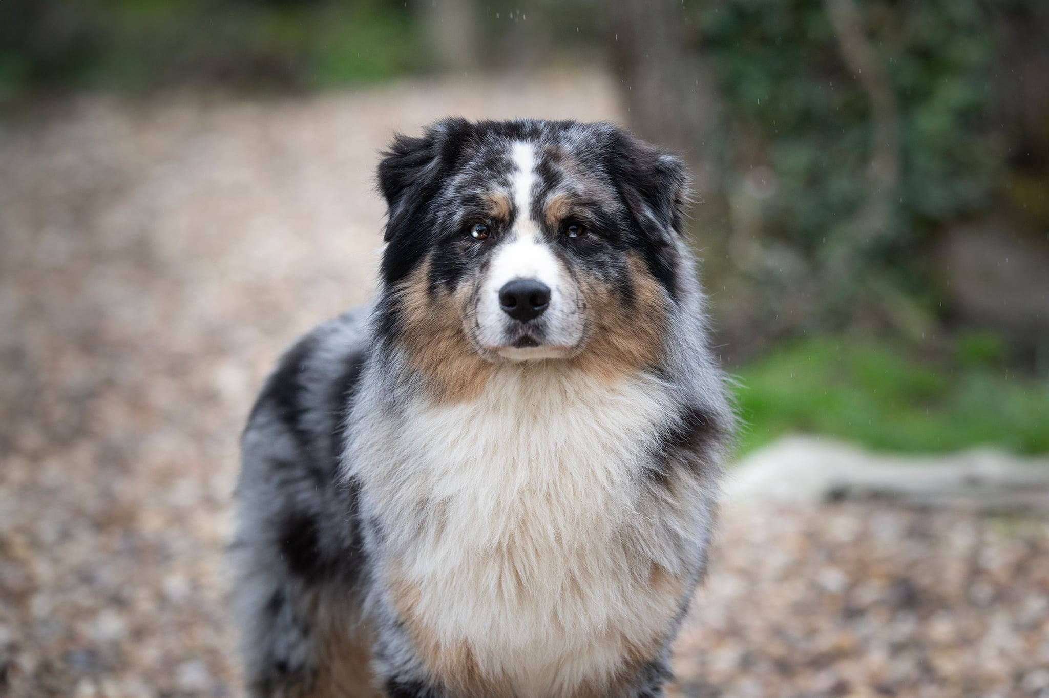 TENNESSEE BLUE Berger Australien